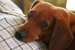 Cute dachshund lying on a plaid shirt indoors, showcasing affection and calmness.